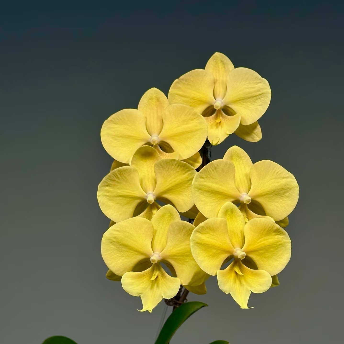 【春日暖阳】蝴蝶兰苗3.5寸大杯大苗 基地直发 包对版包邮