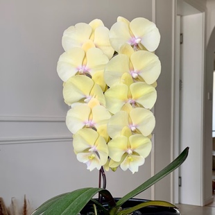 基地直发 3.5寸出剑苗 包对版 大吉大利