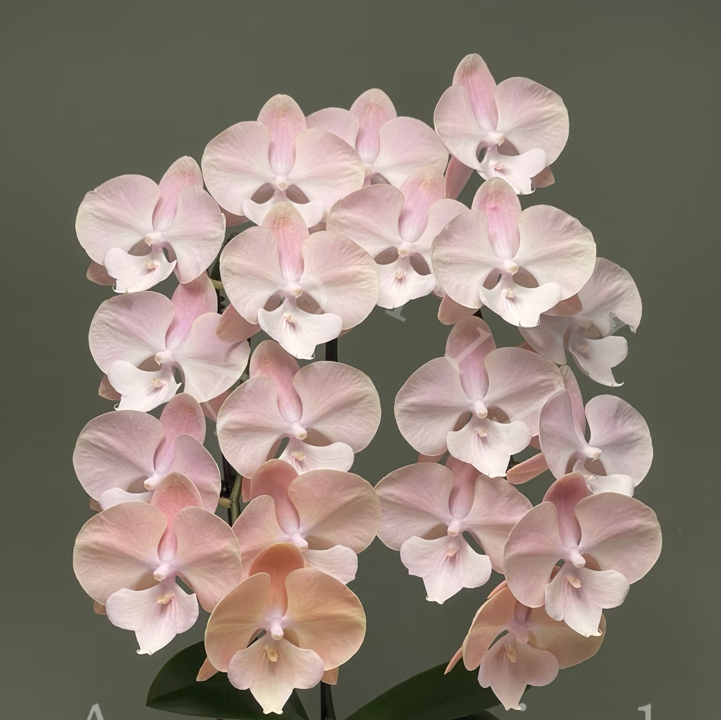 【马卡龙60】蝴蝶兰苗 稀有品种   基地直发 包对版