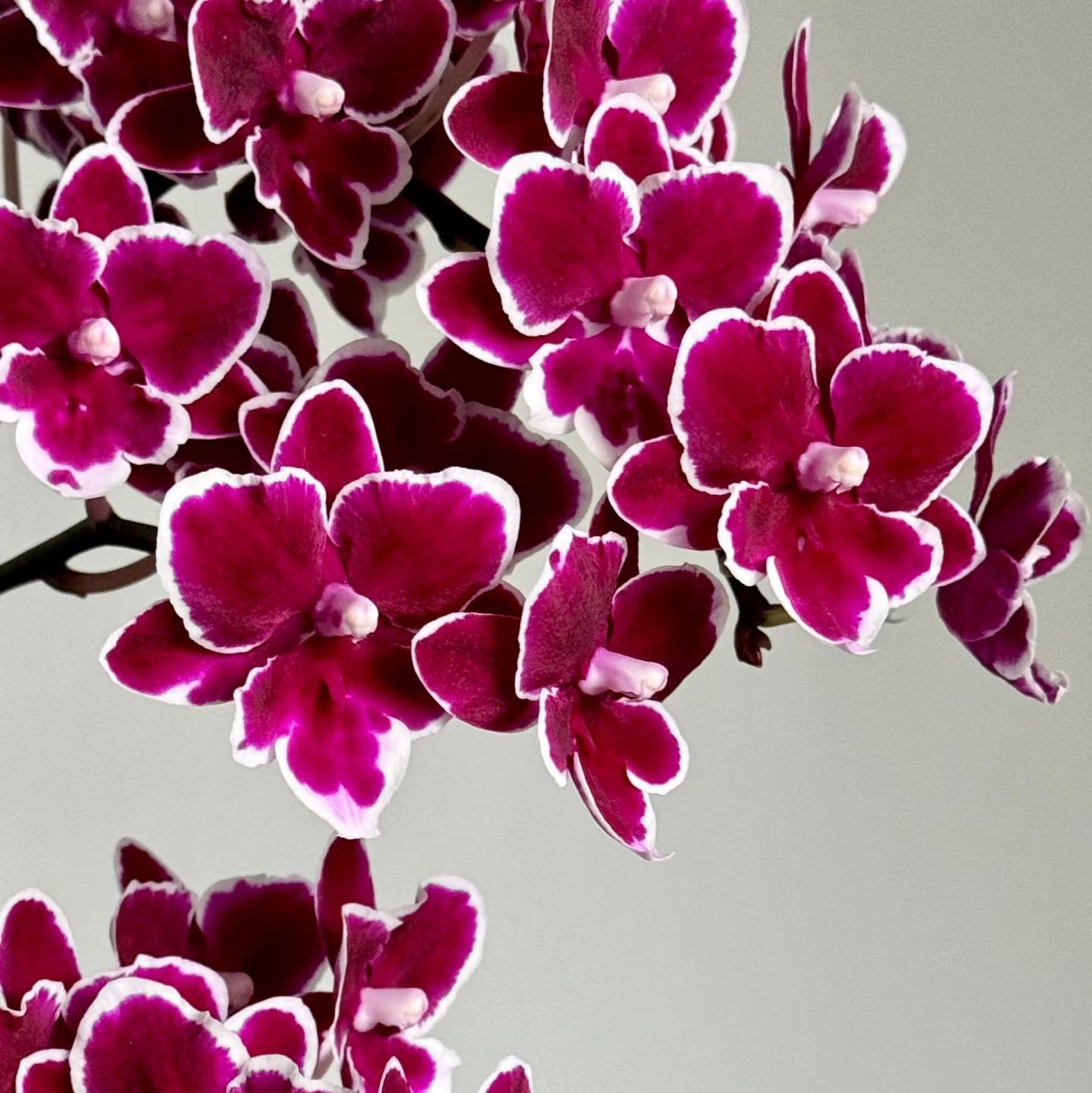 【年年有余】出剑苗 蝴蝶兰 基地直发 包对版包邮