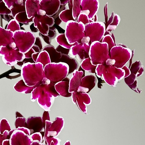 【年年有余】出剑苗 蝴蝶兰 基地直发 包对版包邮