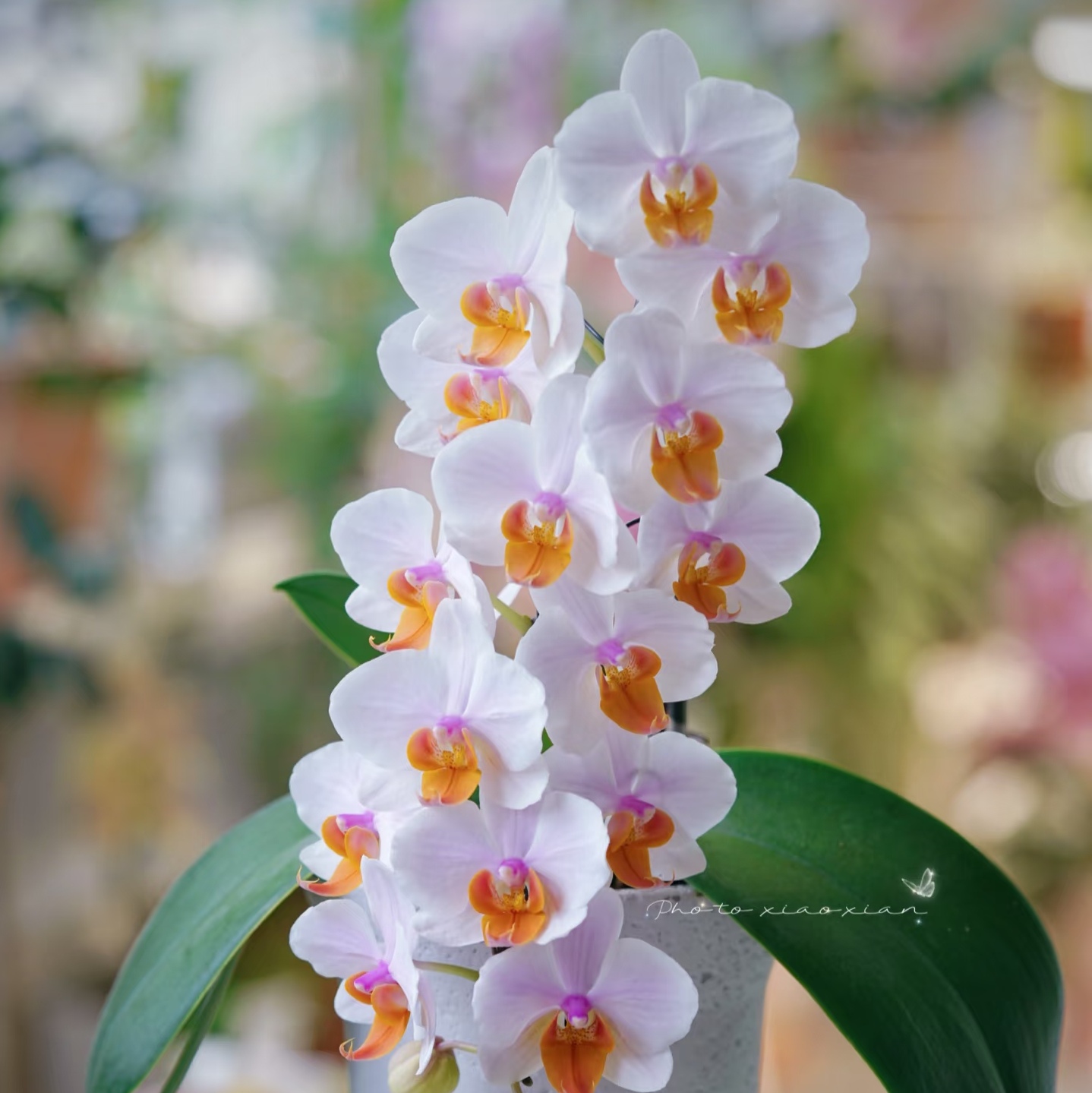 超群【豆蔻年华】蝴蝶兰苗3.0寸杯基地直发包对版