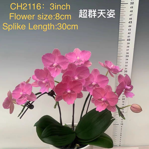 【超群天资】蝴蝶兰稀有品种基地直发包对版