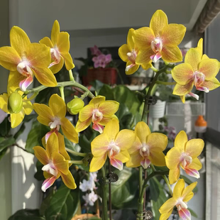 【彼自豪 带香味】蜡纸花型蝴蝶兰基地直发包对版包邮