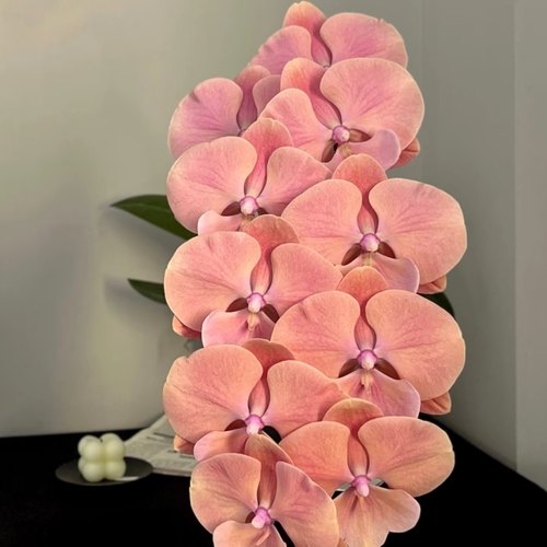 【骏橙】蝴蝶兰苗 3.5寸大杯大苗 基地直发 包对版