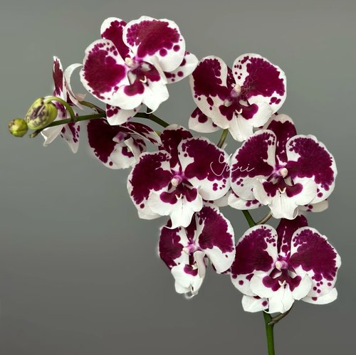 【1001夜出剑苗】蝴蝶兰苗 基地直发包对版