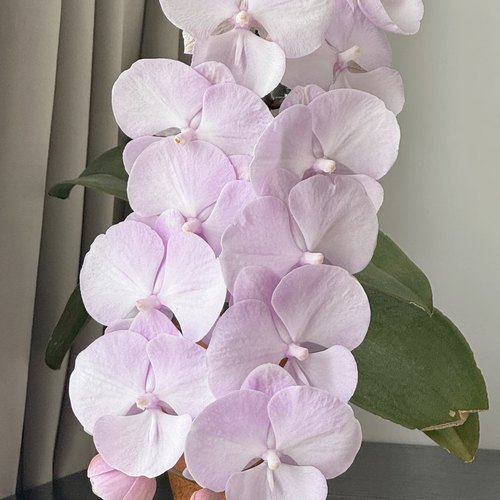 【粉色曼哈顿出剑苗】粉曼蝴蝶兰苗3.5寸大杯大苗 基地直发包对版