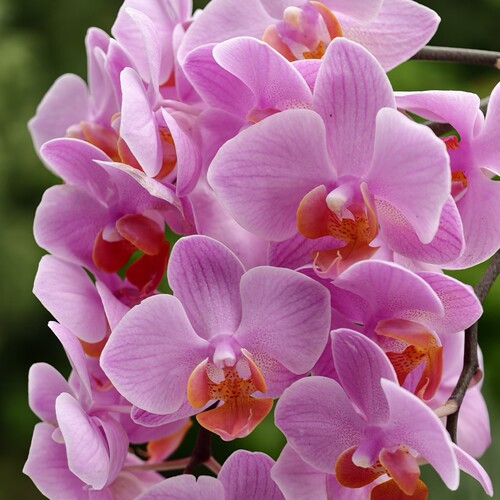 【圣罗莎出剑苗】3.0寸蜡纸花蝴蝶兰苗基地直发包对版包邮