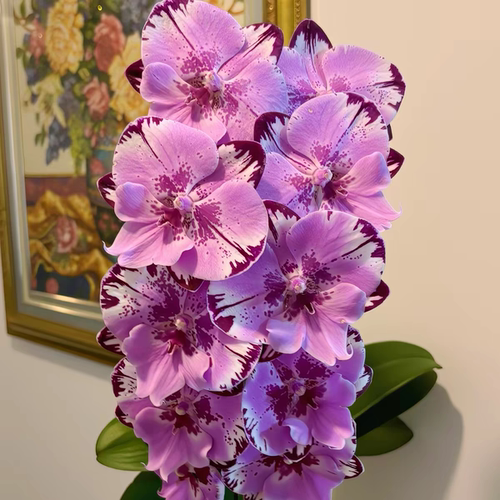 【米奇乐多】3.5寸蝴蝶兰苗 基地直发包对版包邮