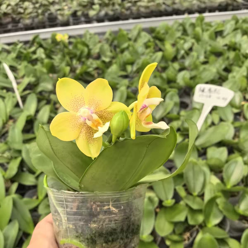 新品【绿香妃】浓香型蝴蝶兰