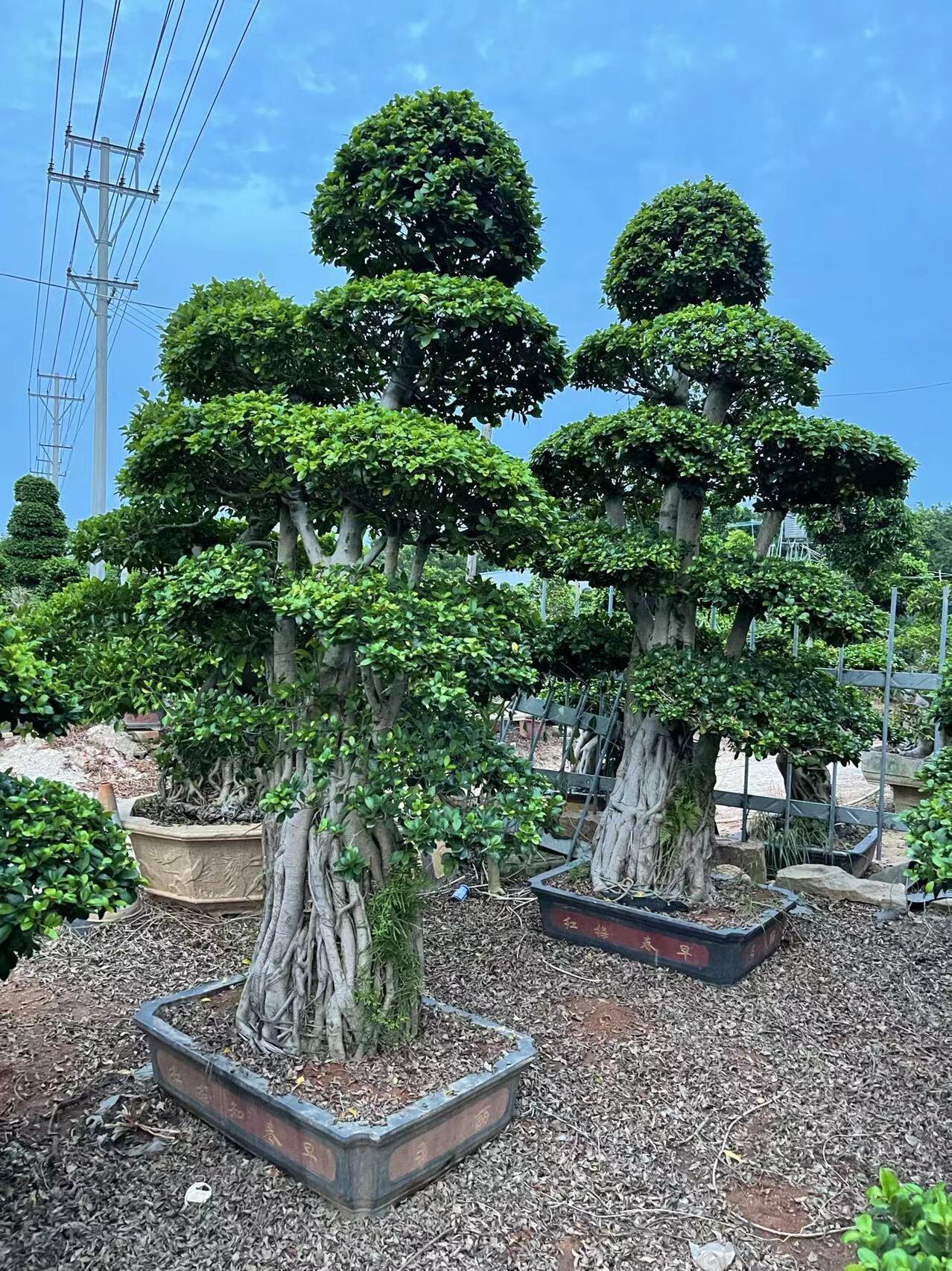 小叶榕基地供应精品直销小叶榕盆景别墅设计庭院设计造型树小叶榕