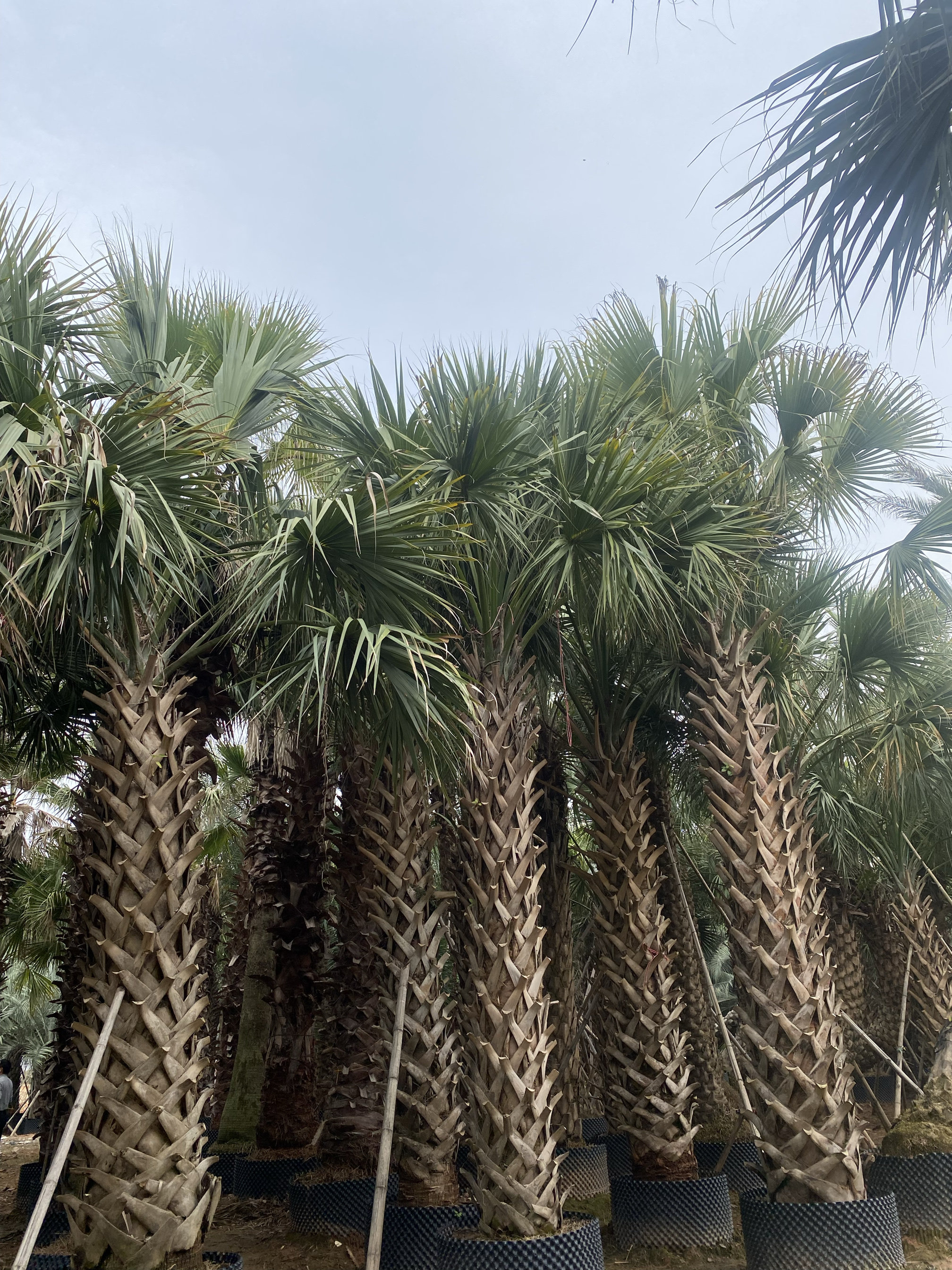 沙巴榈假植苗龙鳞榈移栽苗种植基地直销浙江上海湖北江西棕榈树