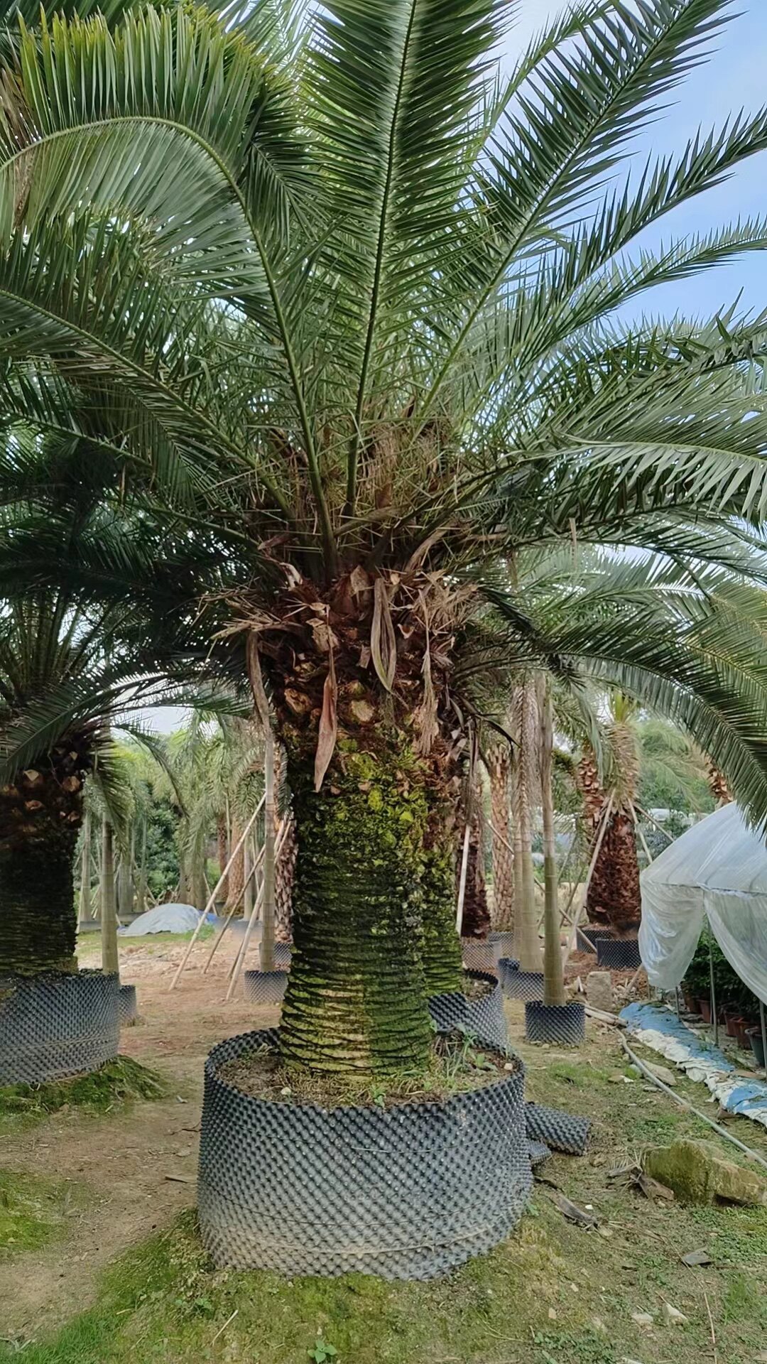 假植苗移栽苗加拿利海枣中东海枣老人葵容器苗种植基地夏季出售