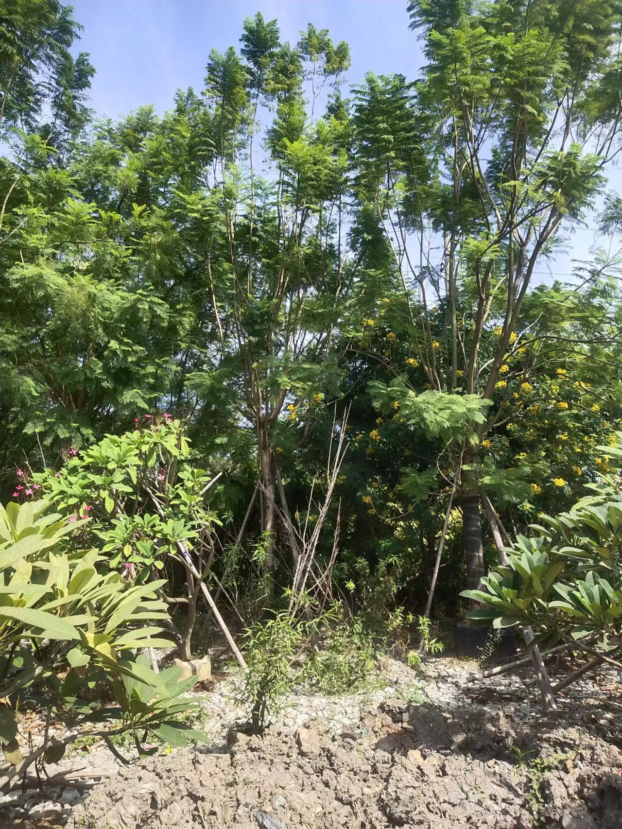 蓝花开花楹假植苗地苗福建漳州蓝花楹种植基地苗农一手货源嫁接