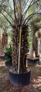 精品布迪椰子福建漳州布迪椰子棕榈树种植基地农户一手货源出售