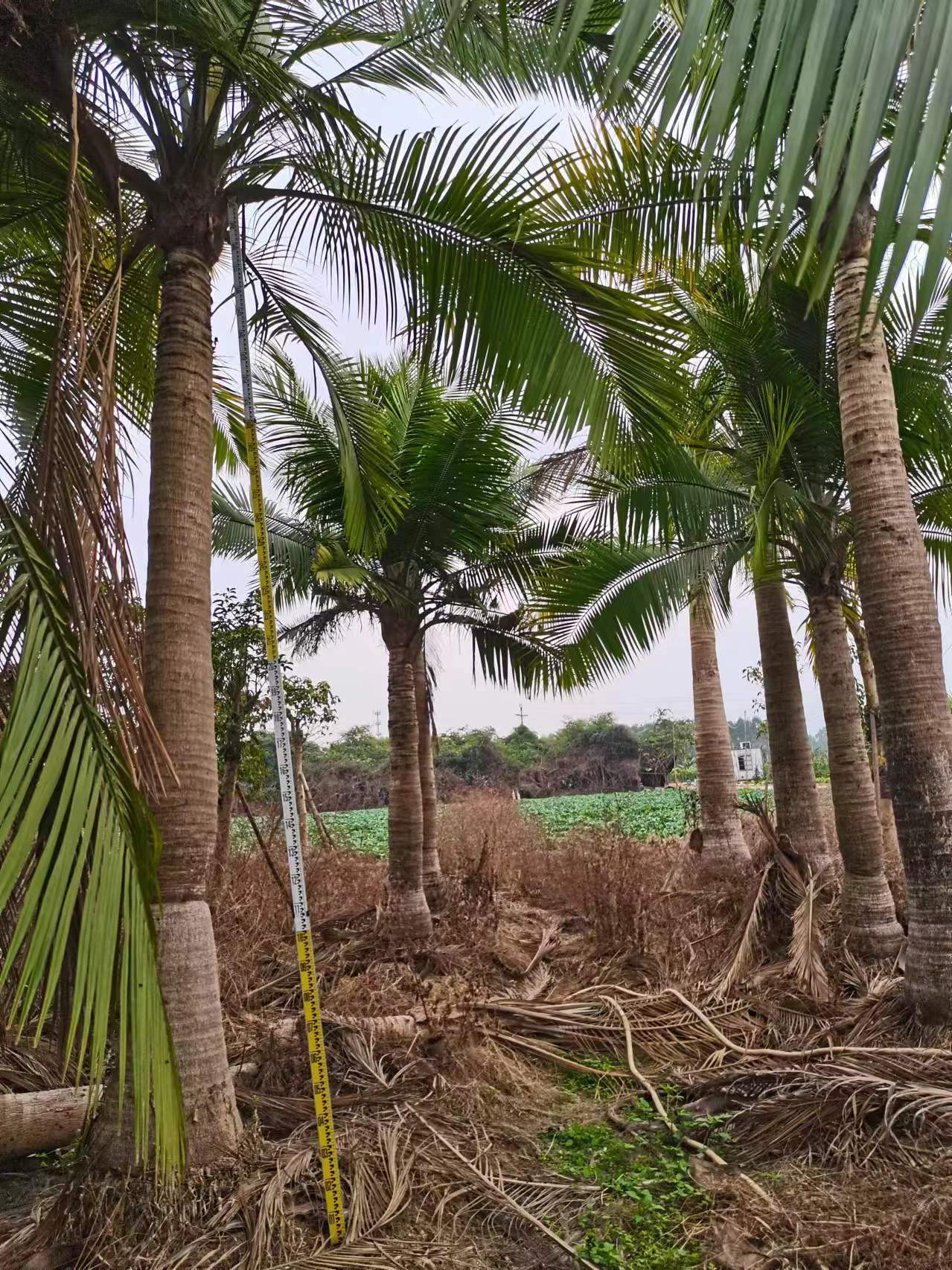 国王椰子棕榈树热带植物绿化苗木国王椰种植基地直销一手货源椰子