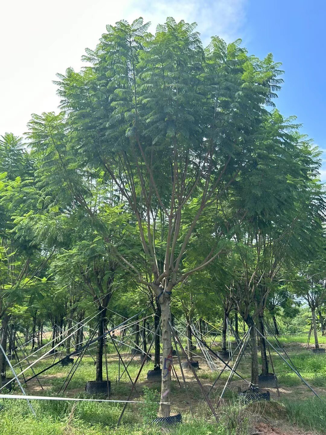 精品梅花楹假植苗房地产货标准蓝花楹移栽苗种植基地现货蓝花楹