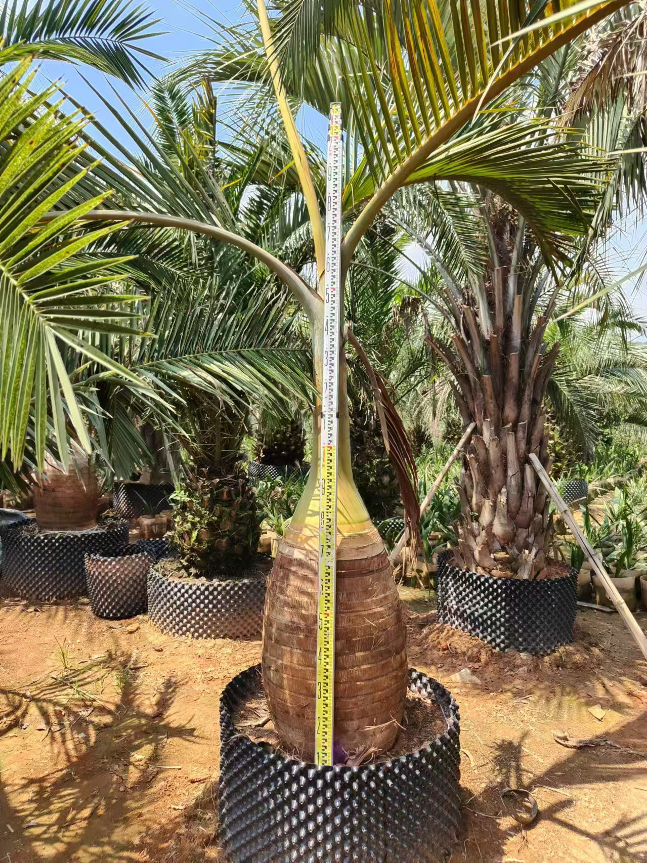 精品酒瓶椰子种植基地供应北方室内大棚热带风情植物园酒店别墅等