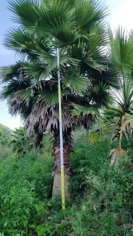 华棕扇形棕老人葵华盛顿棕榈大型种植基地一手货源直销规格齐全
