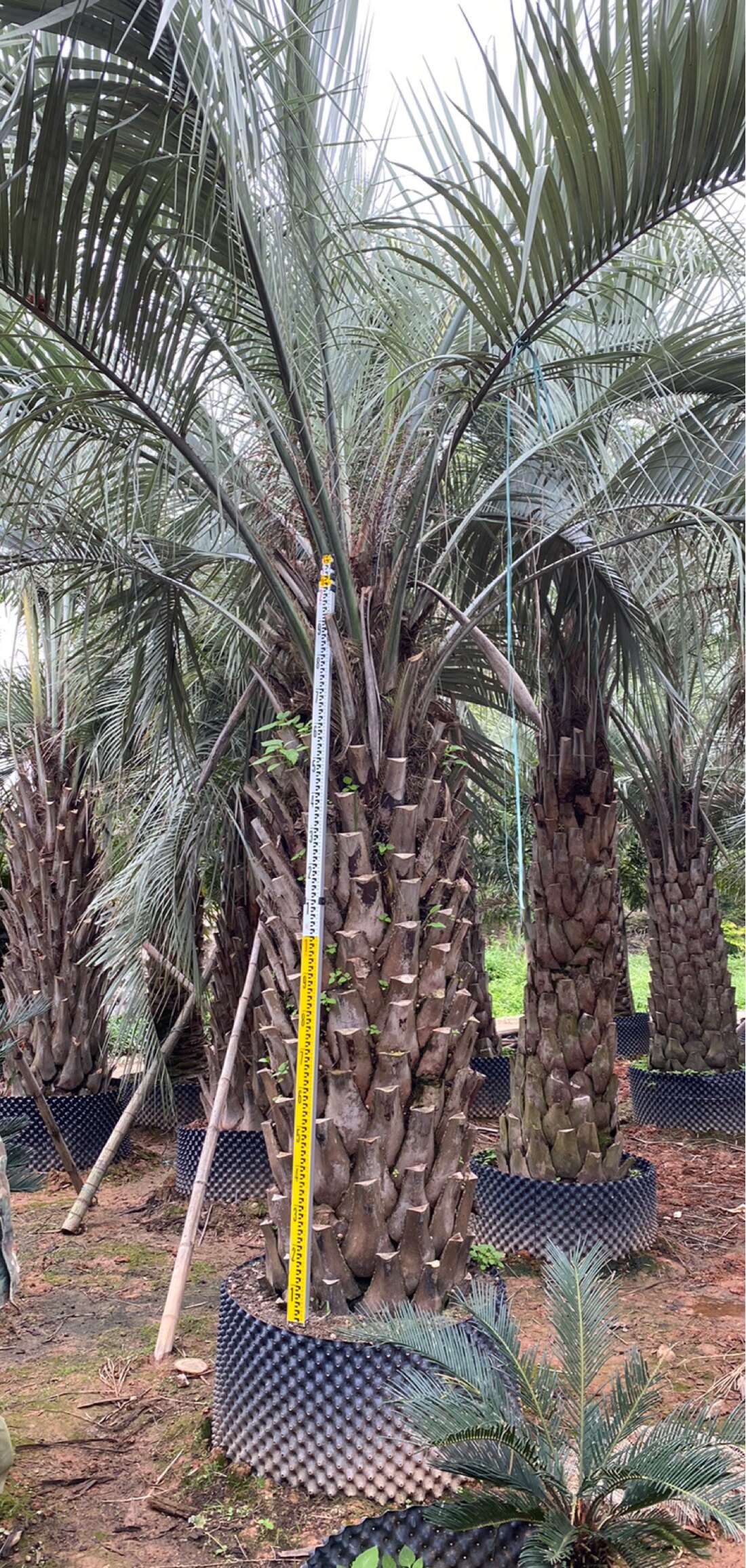 布迪椰子种植基地黑松湖北布迪椰子浙江布迪椰子江西布迪椰子种植