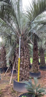 布迪椰子种植基地黑松湖北布迪椰子浙江布迪椰子江西布迪椰子种植