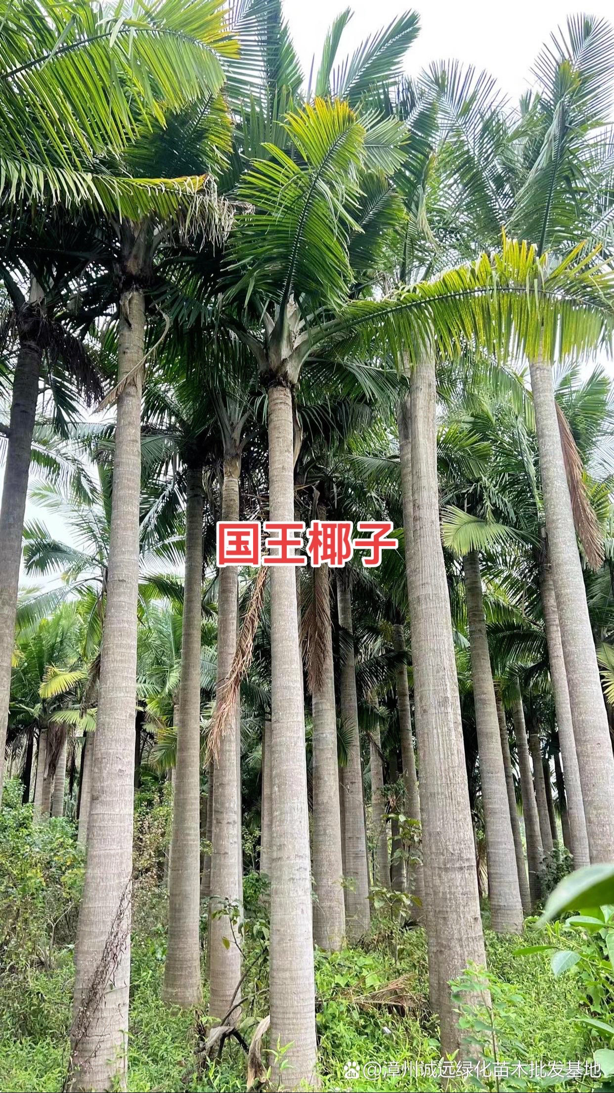 国王椰子种植基地一手货源供应杆高5米到杆高7米的国王椰子全国批