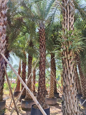 精品中东海枣精品银海枣假植苗杆高7米福建漳州棕榈树基地直销