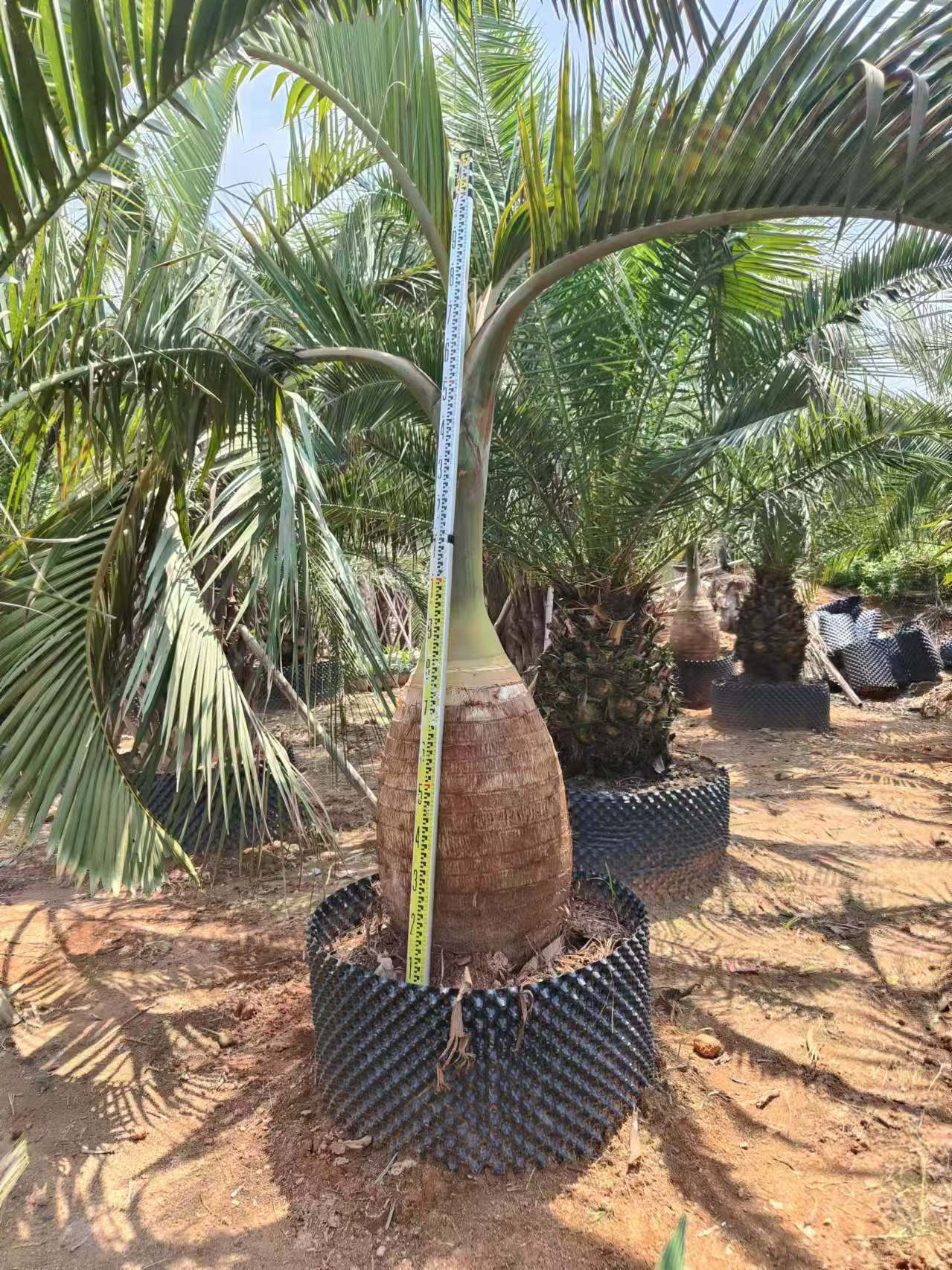 酒瓶椰子热带风情棕榈树大型种植基地一手货源全国供应酒瓶椰子树
