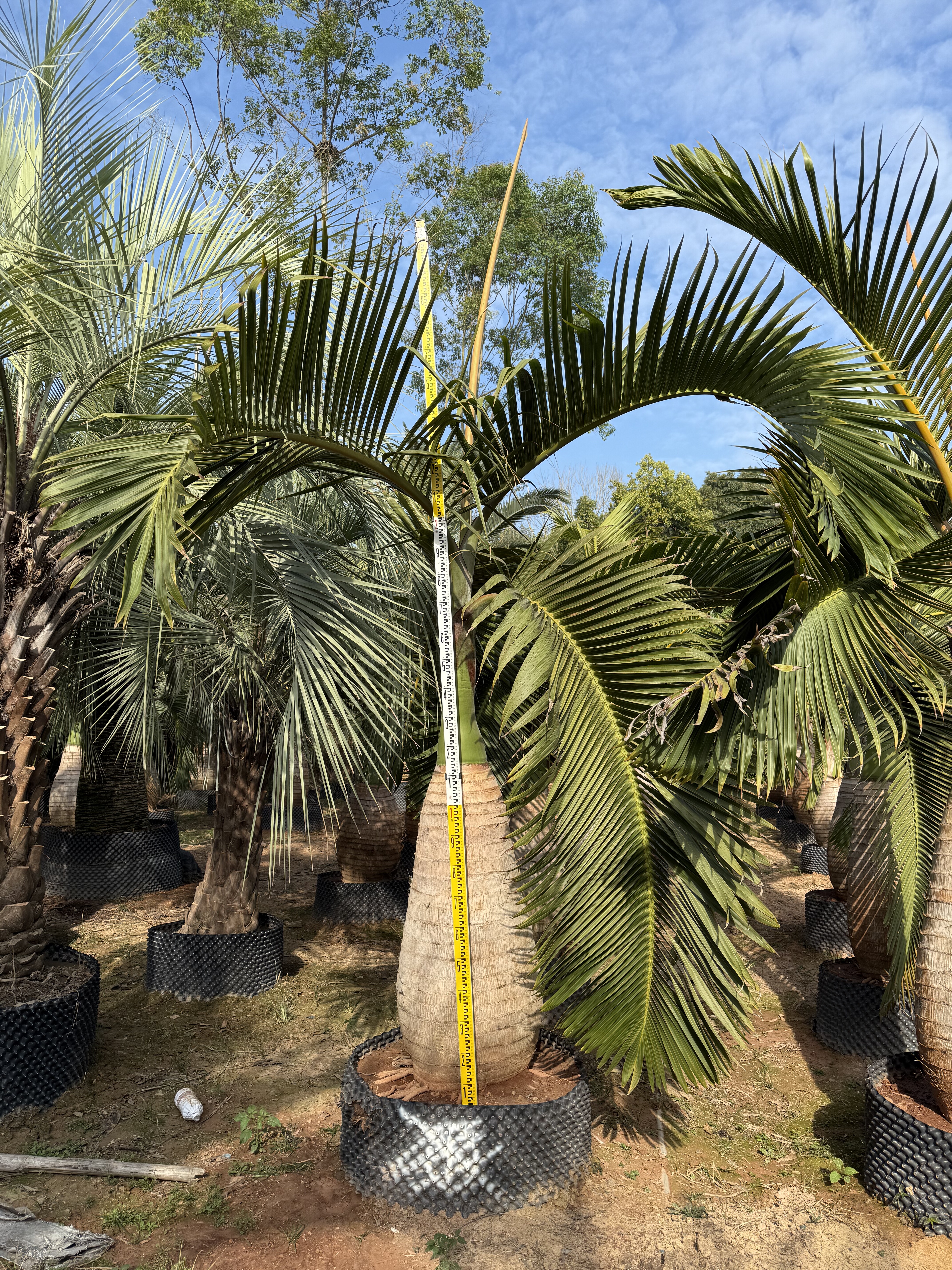 热带植物棕榈树酒瓶椰子绿化树室内盆栽植物酒瓶椰子别墅庭院盆景