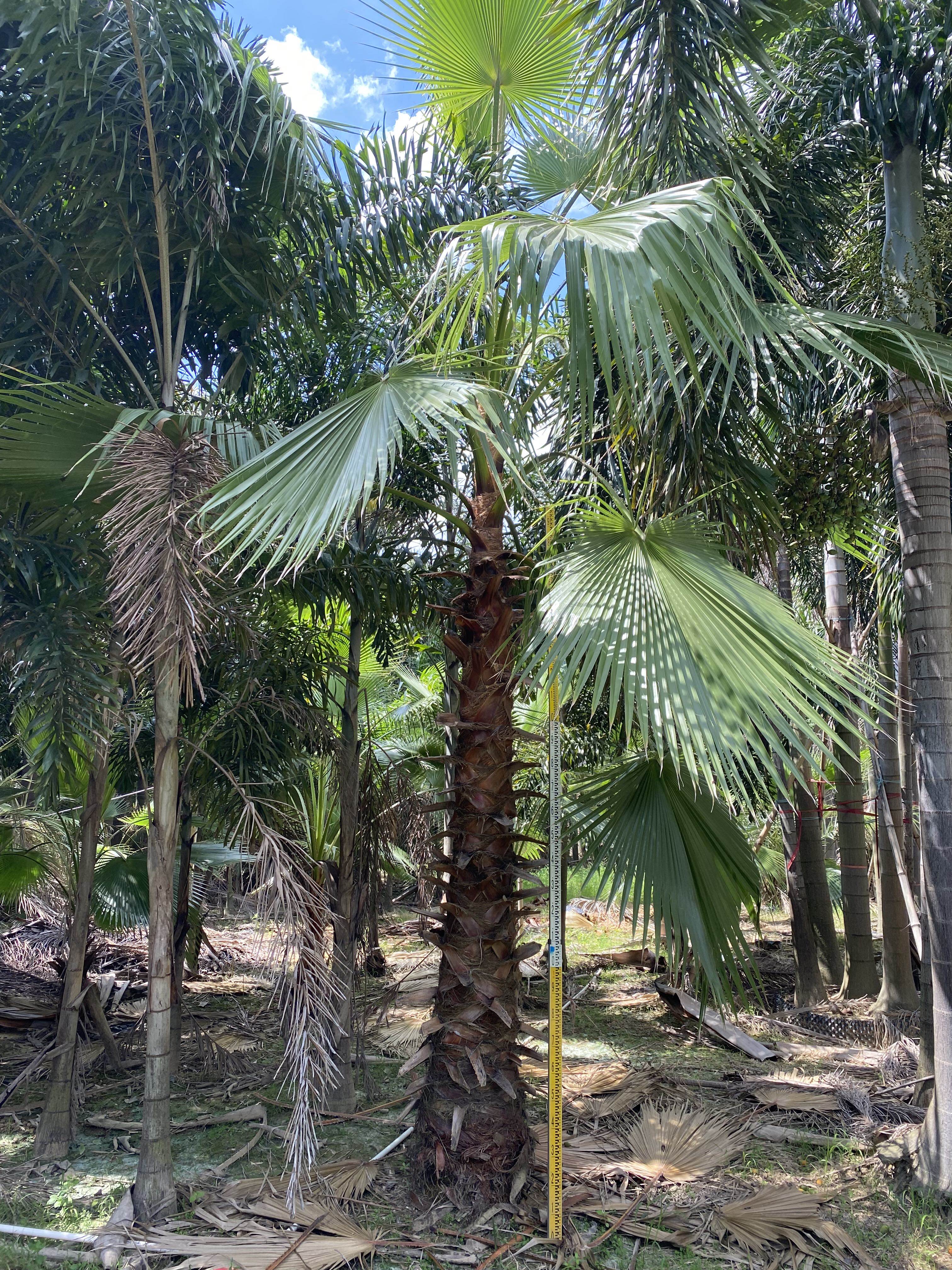 华棕(老人葵)漳州棕榈树种植基地大量现货精品老人葵华棕出售