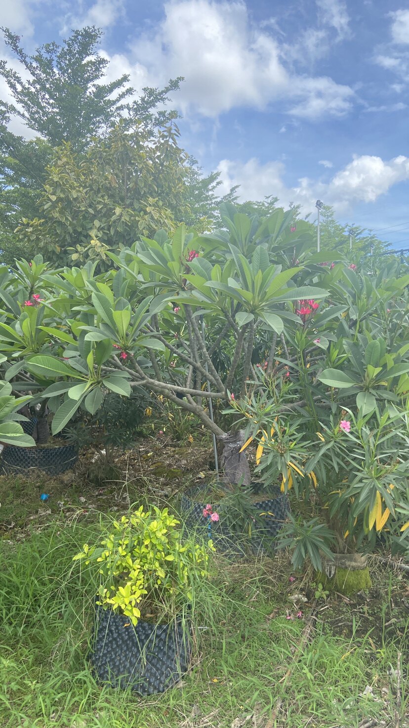 鸡蛋花红色精品冠幅鸡蛋花漳州