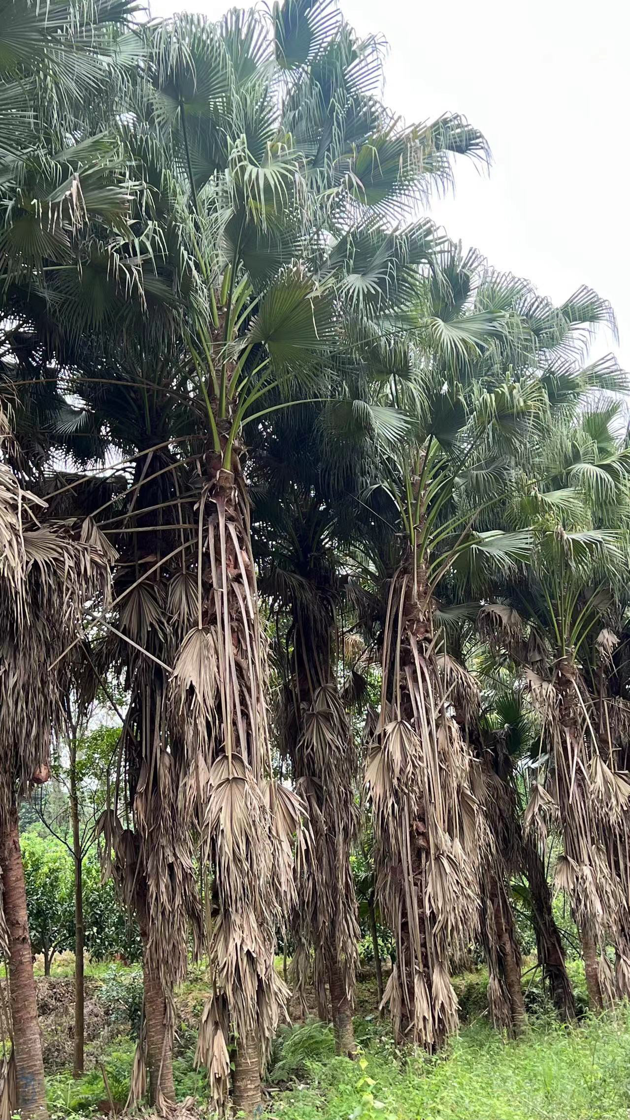蒲葵热带风情棕榈树绿化树大型种植基地一手货源直销各种规格尺寸