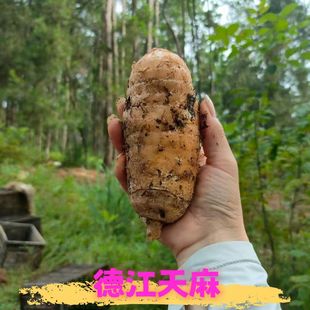 贵州天麻德江天麻之乡林下野生天麻新鲜现挖现发天麻素含量最高