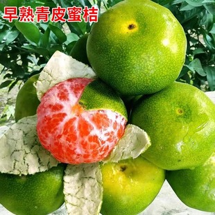 新品 日南一号桔苗早熟青柑橘苗 嫁接无核蜜桔子树苗 种青皮蜜桔苗