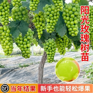 特大阳光玫瑰葡萄树苖无核巨峰盆栽南北方种植地栽耐寒爬藤树果苗