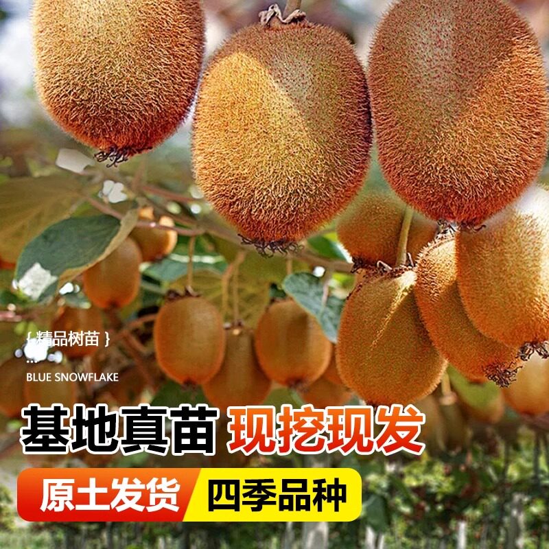 猕猴桃树果苗红心软枣徐香弥猴桃