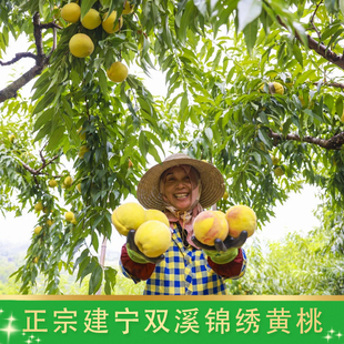 7月建宁锦绣黄桃孕妇新鲜水果时令整箱当季现摘脆甜桃子5/10斤