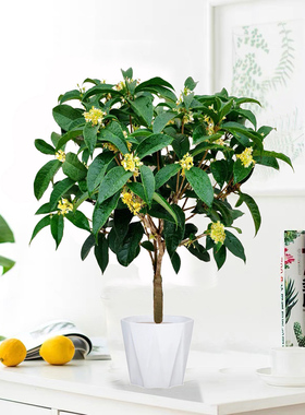 四季桂花盆栽浓香桂花树苗正宗月月桂客厅阳台庭院好养花卉植物