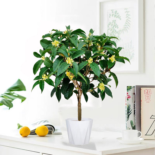 四季桂花盆栽浓香桂花树苗