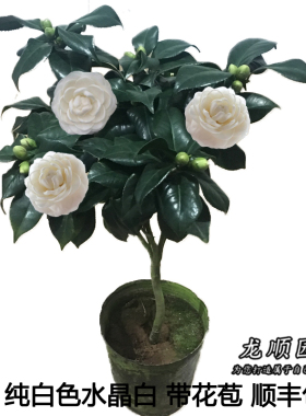 东方亮白纯白色山茶花盆栽树苗带花苞室内外阳台庭院四季常青绿植