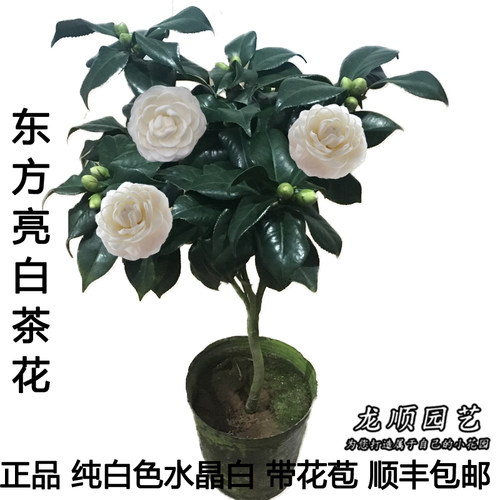 白色山茶花盆栽树苗带花苞