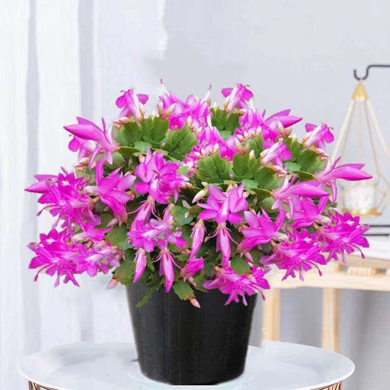 紫色贵妃蟹爪兰盆栽多季开花带花苞耐旱好养易活室内室外花卉绿植