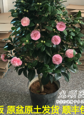 宫粉小桃红纯粉色稀有名贵山茶花盆栽树苗室内外阳台庭院四季绿植