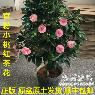 宫粉小桃红纯粉色稀有名贵山茶花盆栽树苗室内外阳台庭院四季绿植