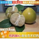 湖南怀化安江雪峰冰糖柚老树小苦柚药柚子安福金兰柚爆汁10斤大果