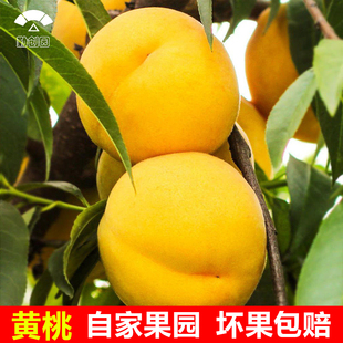 湖南黄桃怀化安江锦绣雪峰山高山新鲜当季超甜水果礼盒非麻阳黄桃