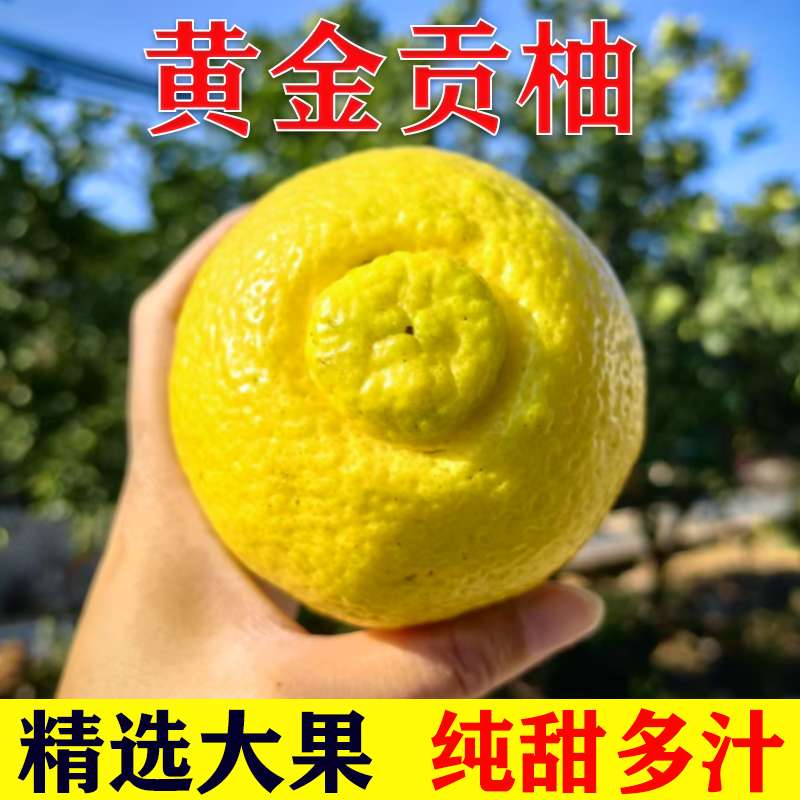 怀化洪江黄金贡柚岩垅春香桔柚象山青湖南雪峰小甜柚礼盒大果10斤