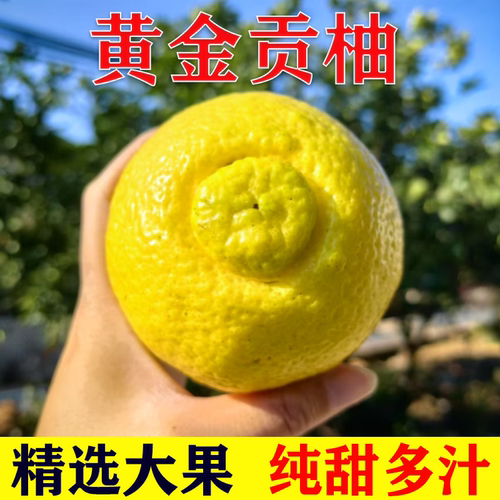 湖南怀化黄金贡柚象山青纯甜多汁