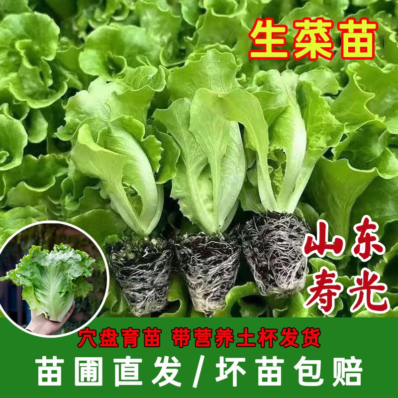 寿光奶油生菜苗秧大速意大利菜苗