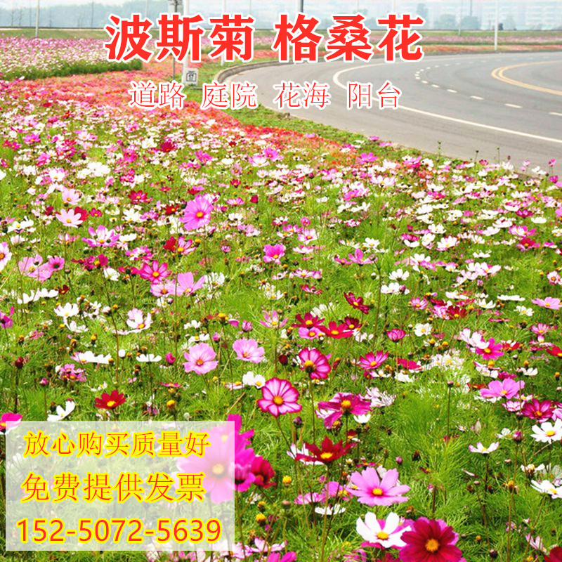 波斯菊花种子格桑花百日草种籽野花组合种子庭院盆栽四季开花易活